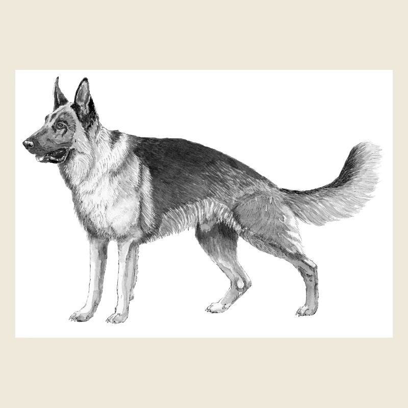 Deutscher Schäferhund Aufkleber