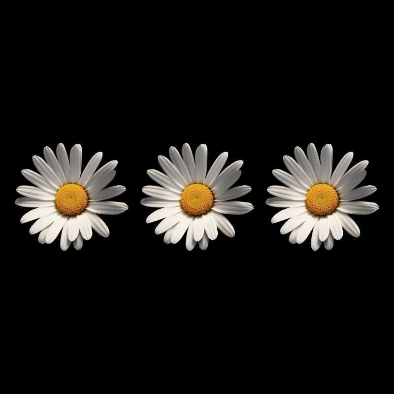 3 Gänseblümchen, Blume, Frühling, Sommer, Garten,