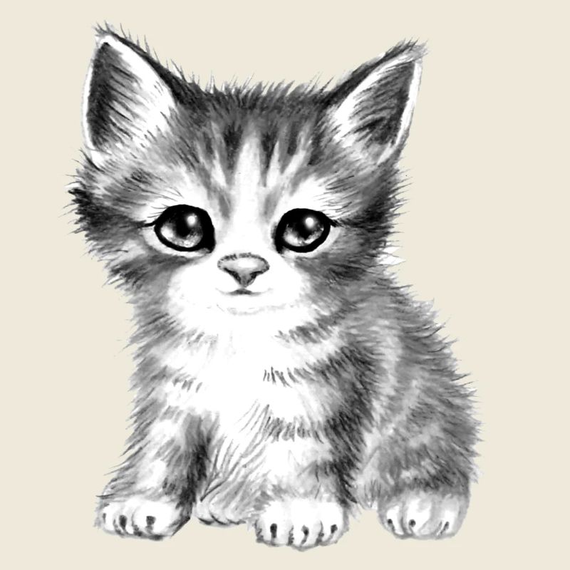 chat chaton mignon noir et blanc doux moelleux