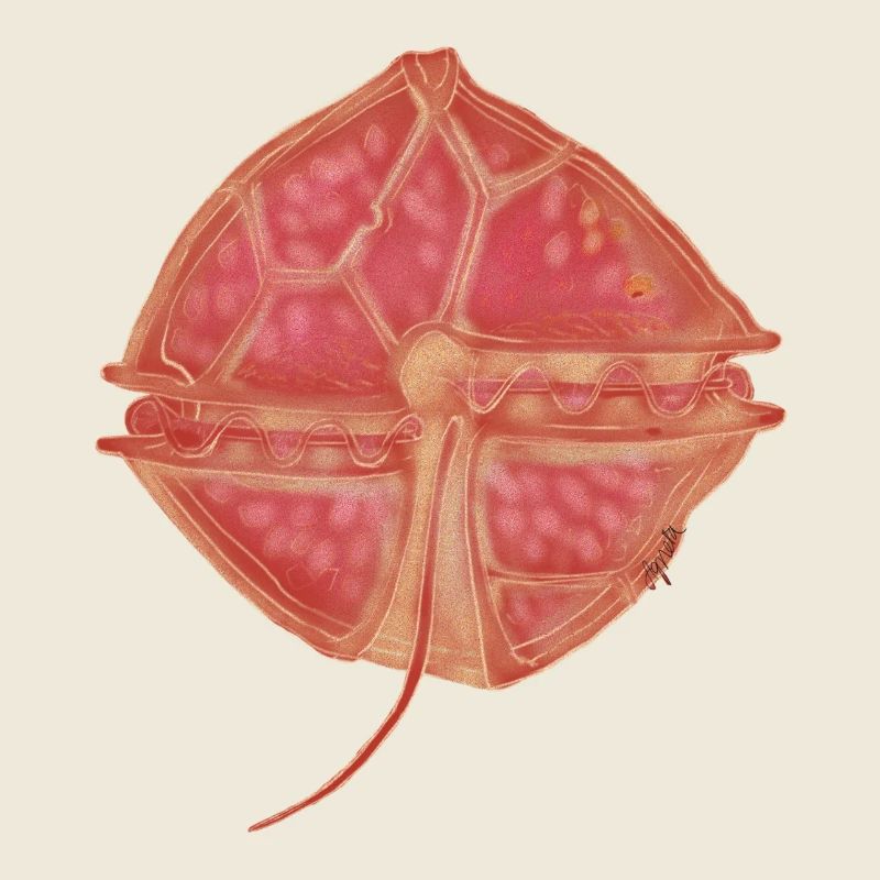 Alexandrium catanella