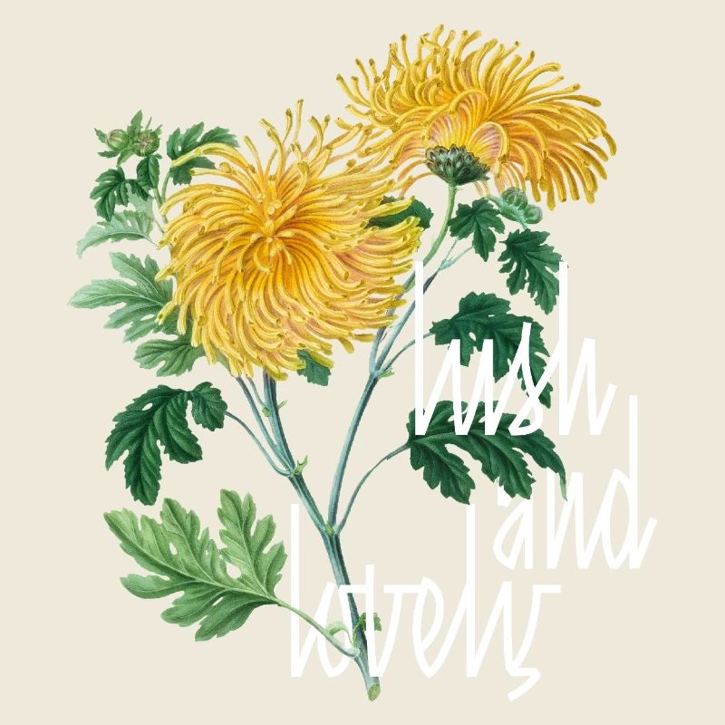 Lush and Lovely Chrysanthemums