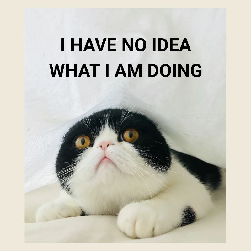 JE N’AI AUCUNE IDÉE DE CE QUE JE FAIS CHATS MÈMES