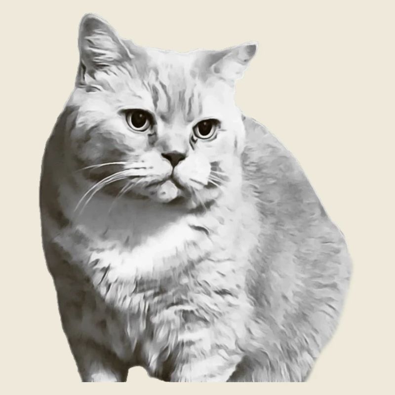 British Shorthair Chat Blanc Chat Chat Blanc Chaton