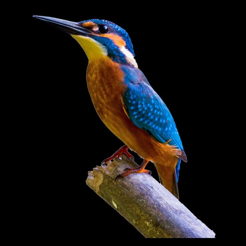 eisvogel