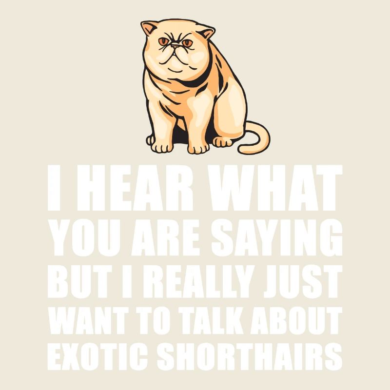 Exotic Shorthair Chat cadeau mignon