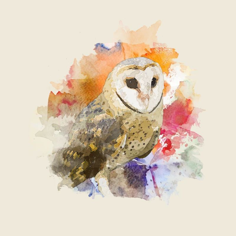 hibou