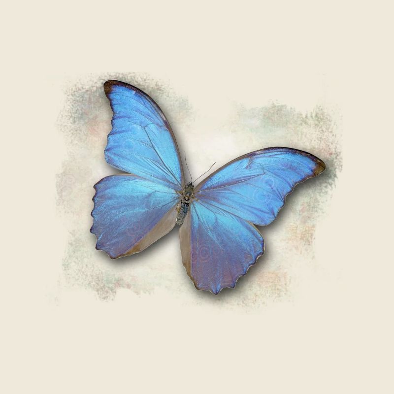 Schmetterling - Butterfly