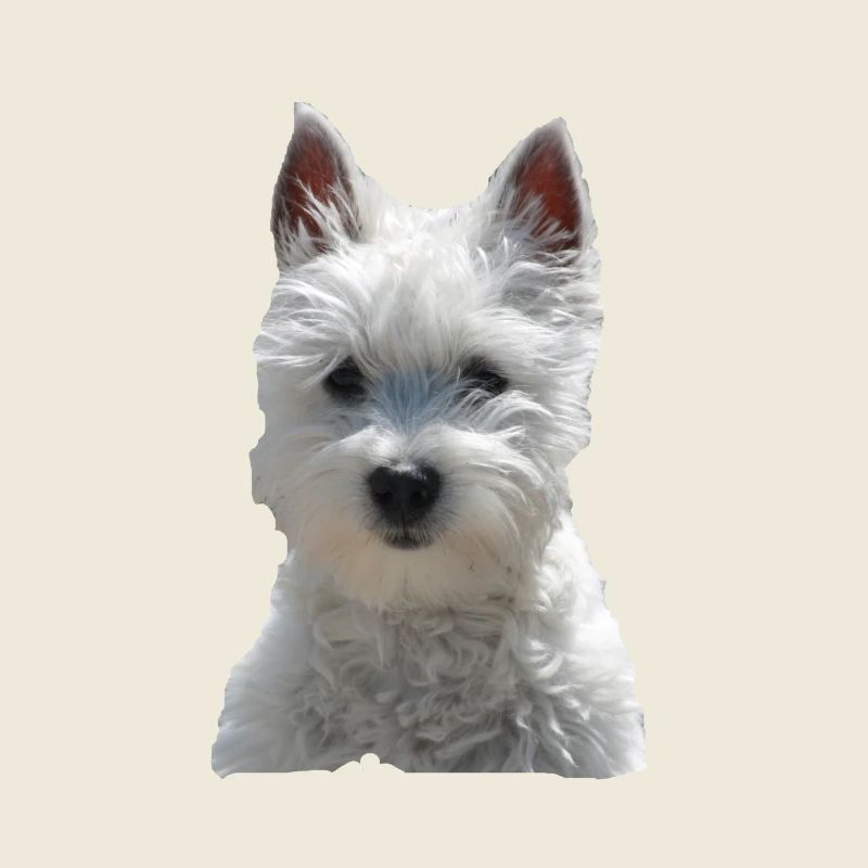 Chien westi mignon chiens petit chien