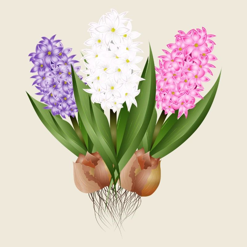 Jacinthes dessinées à la main