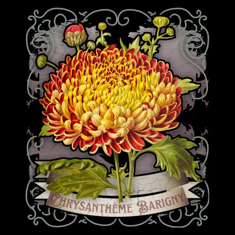 Vintage chrysanthemum botanical illustration