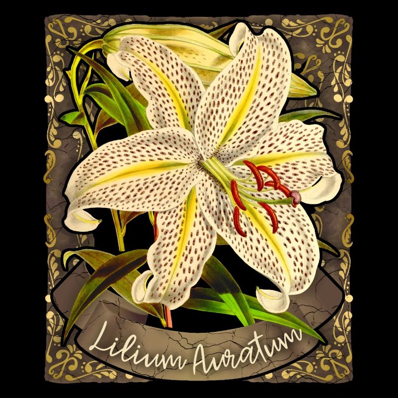 Vintage Lily, Tiger Lily, Botanical Illustration