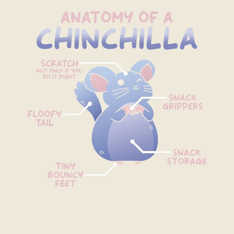 Anatomie du chinchilla