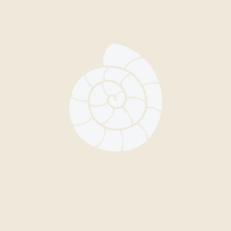 Snail Shell Spiral Snail