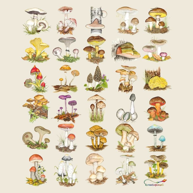 Mushroom Diversity