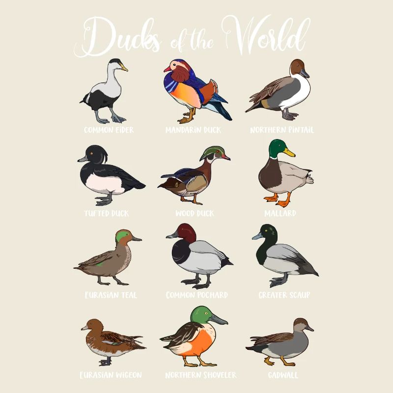 Différentes espèces de canards - Canards du monde