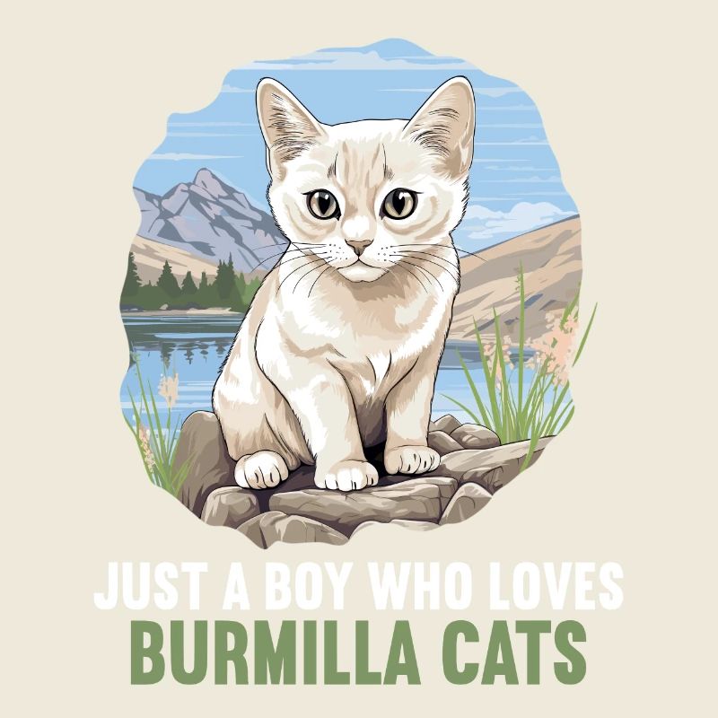 Burmilla Chaton Burmilla Chat