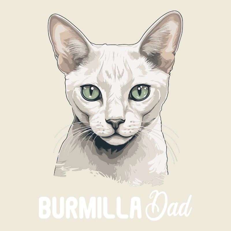 Burmilla Chaton Burmilla Chat