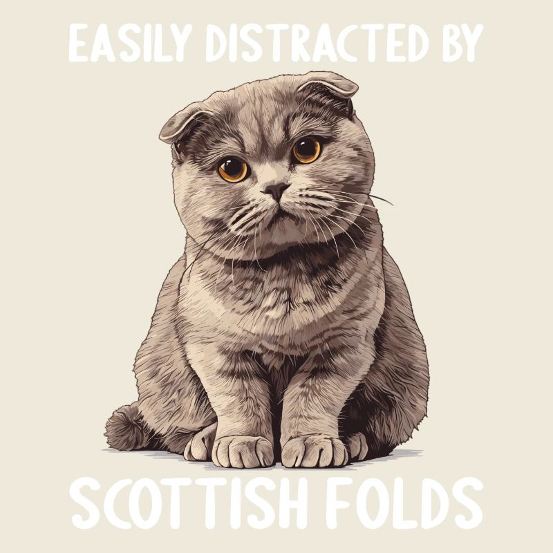 Scottish Fold Kitten Scottish Fold chat