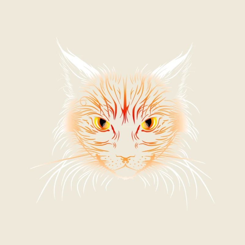 Tête de chat orange