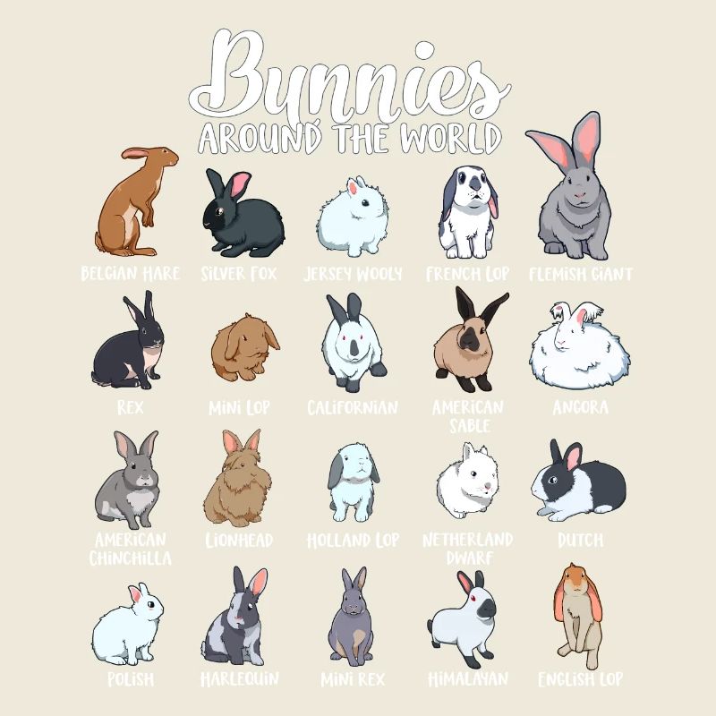 Lapins du monde - Lapin