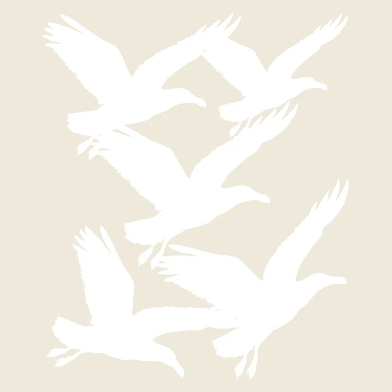 Mouette Seagulls Maritime