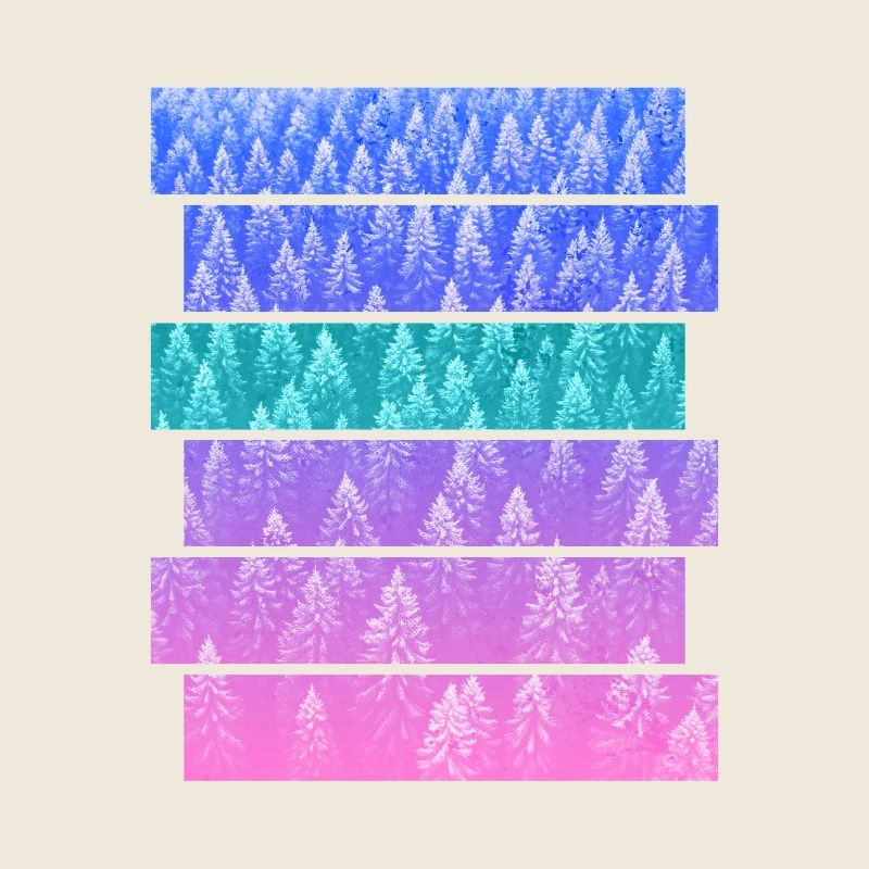 Sapin