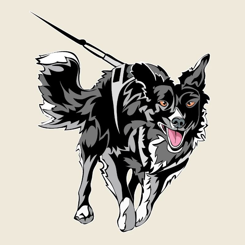 Border Collie Laufen