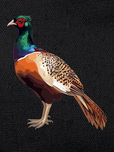 Pheasants Pheasant