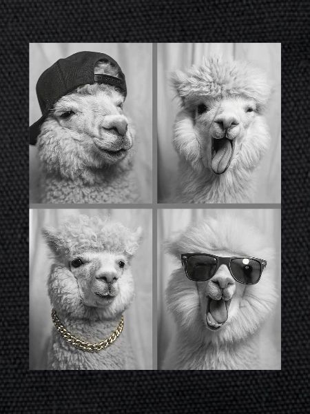 alpaca