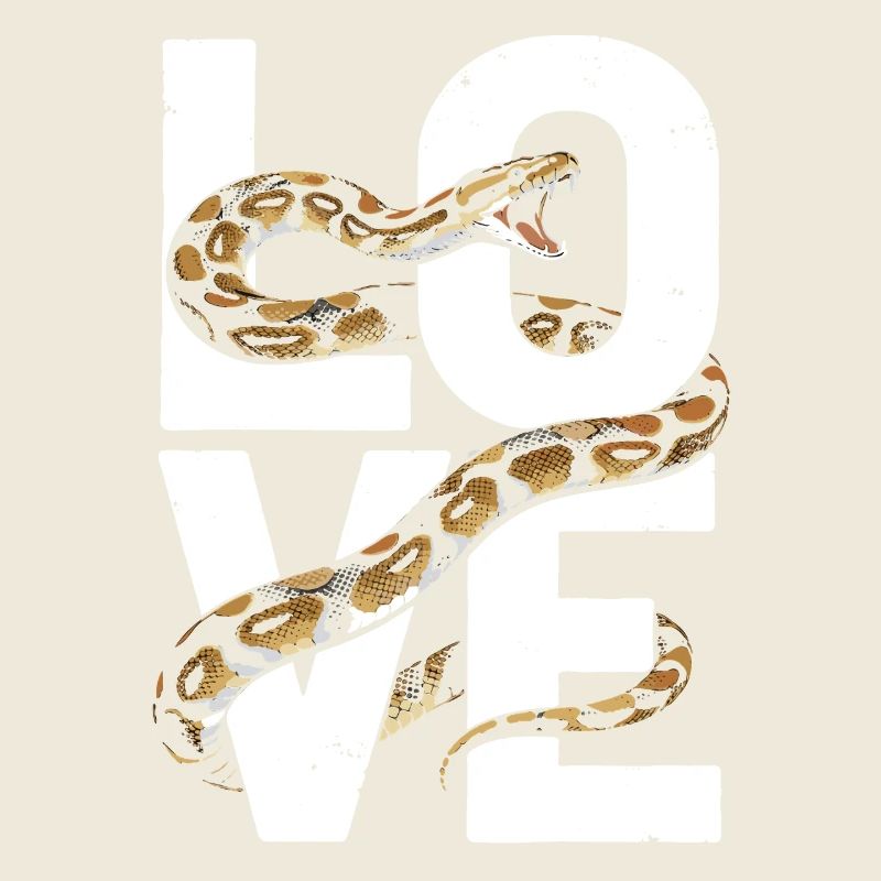 Königspython Schlangen LOVE Terrarium Python