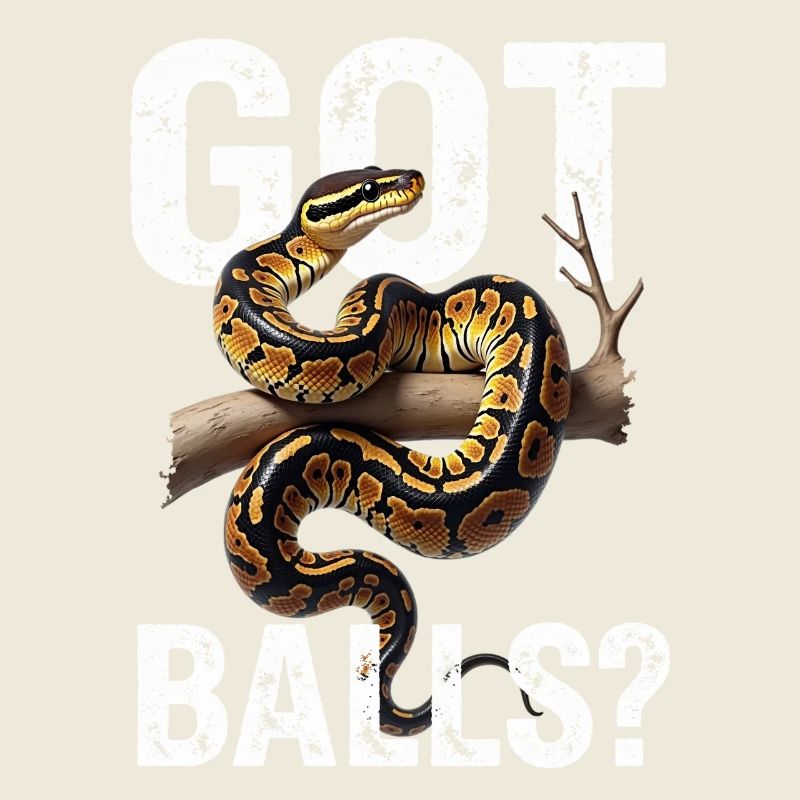 Königspython Schlangen Liebhaber Terrarium Python