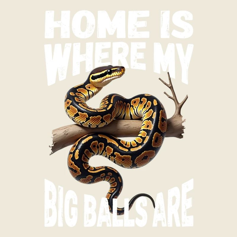 Königspython Schlangen Liebhaber Terrarium Python