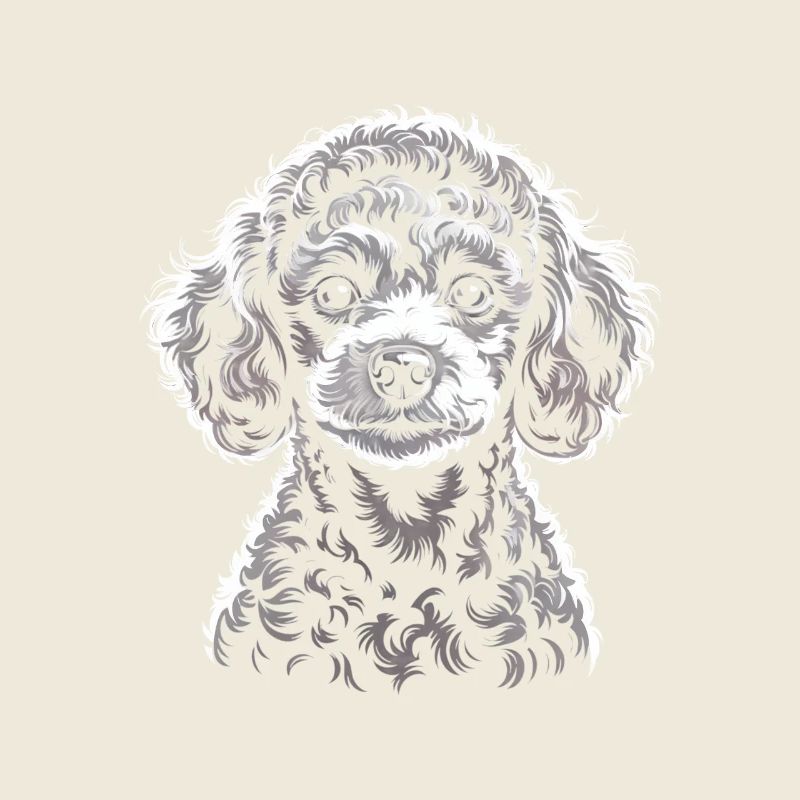 caniche toy