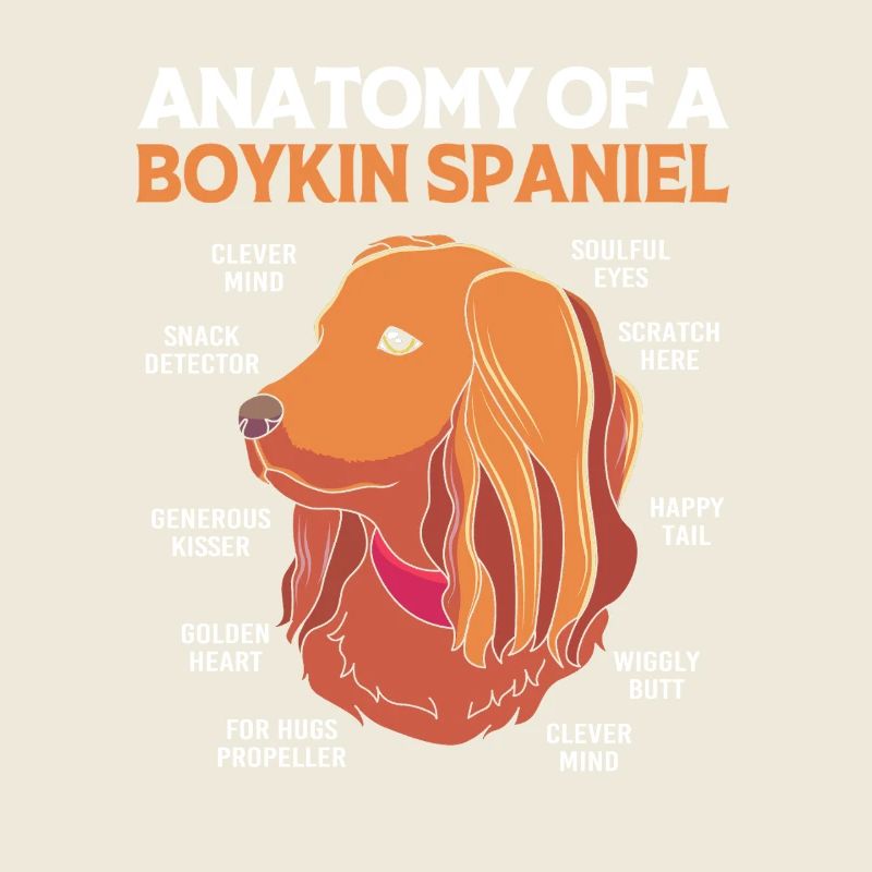 Boykin Spaniel