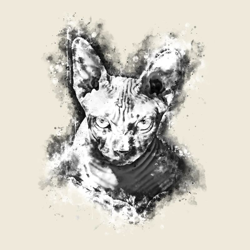 gxp sphynx chat de la hoelle couleur d’eau blanc