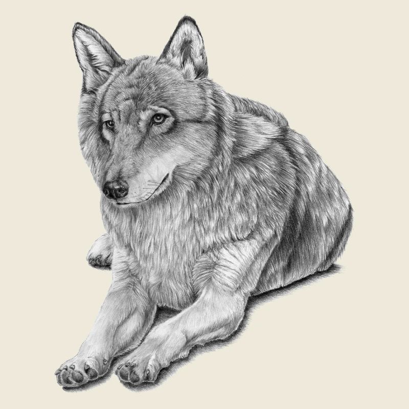 Loup