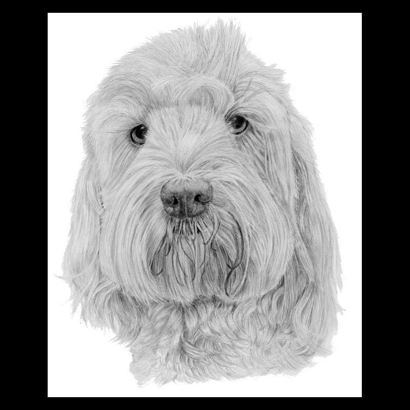 Bichon Havanaise Aufkleber