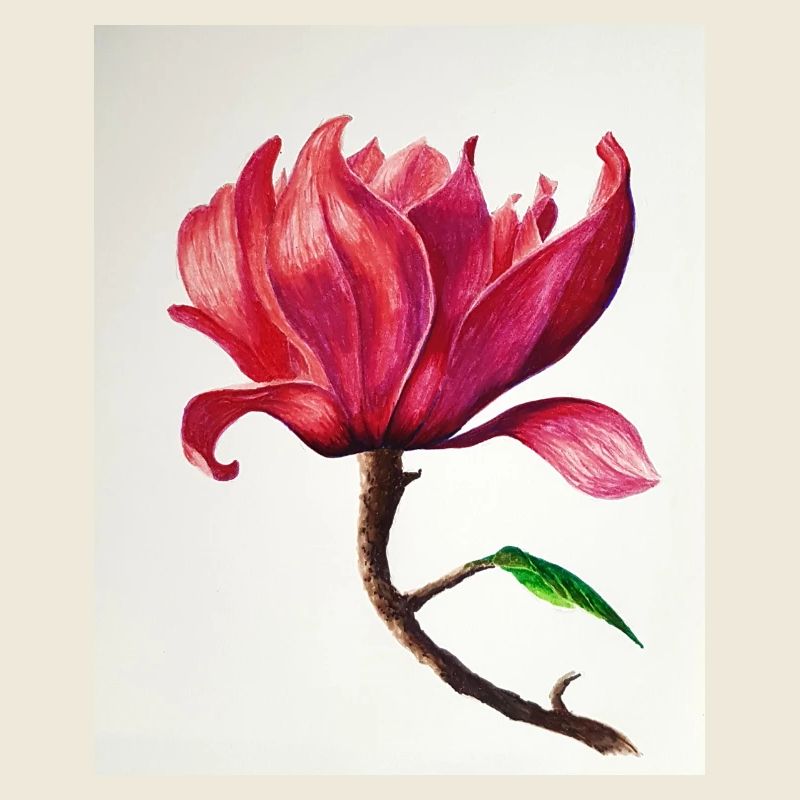 Magnolie
