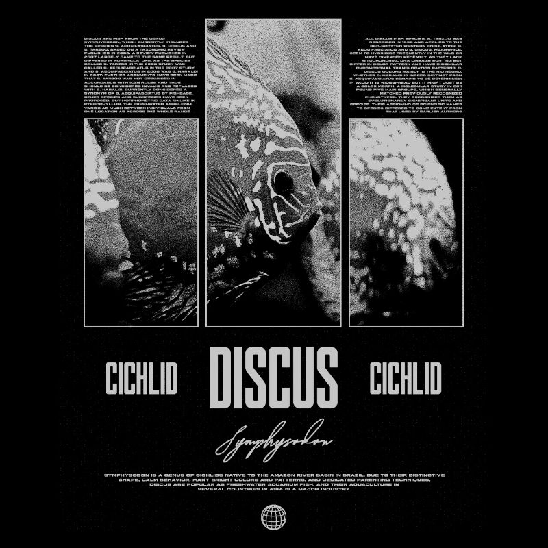 Discus Cichlidé Aquarium Fish Keeper