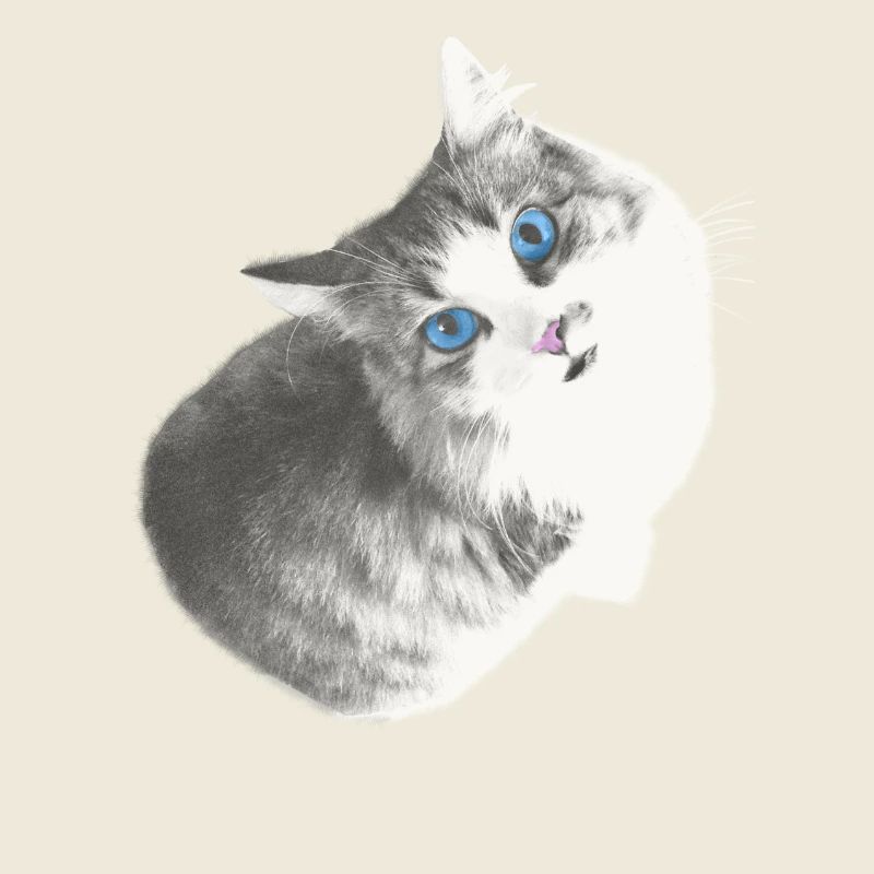 Maya the cat