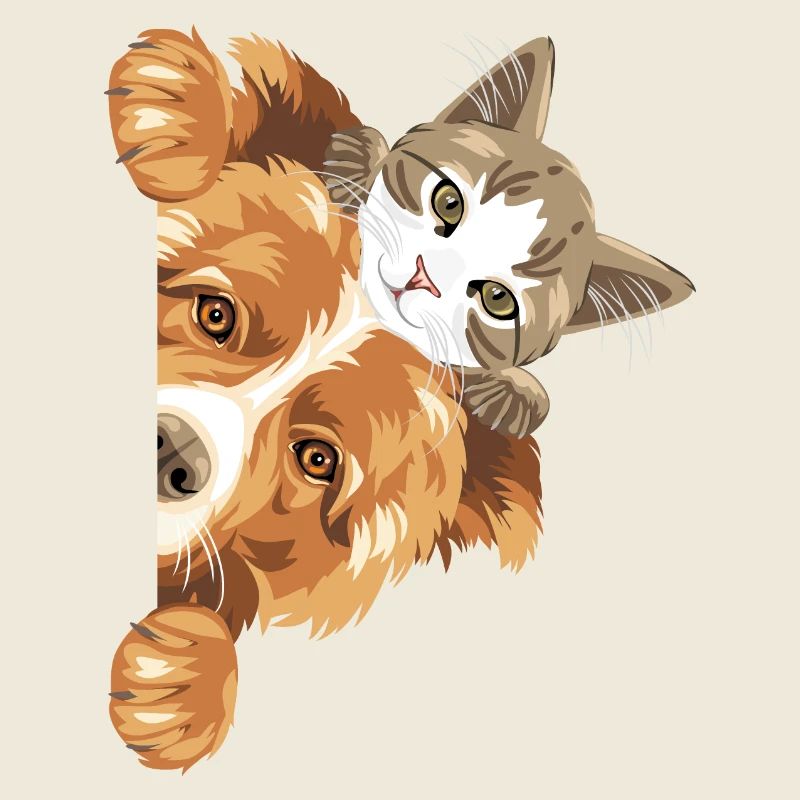 Chien Border Collie et chaton mignon