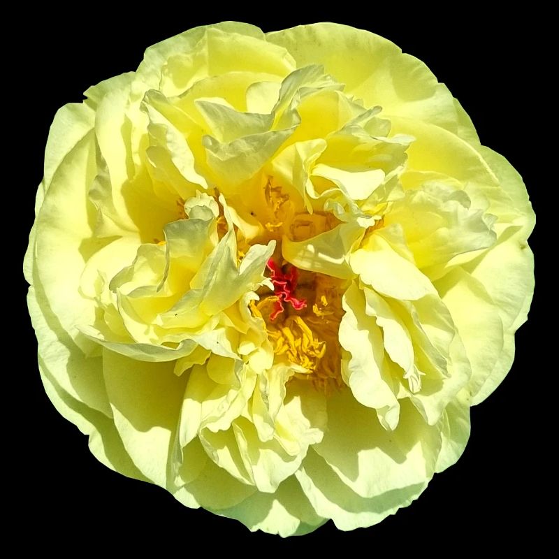 Fleur Jaune Fleur Simple Fleur Carnaval Pivoine