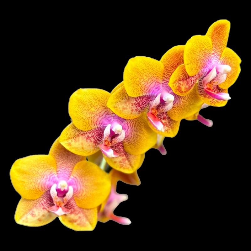 Orchideenblüte Phalaenopsis Sogo Lawrence Blüten