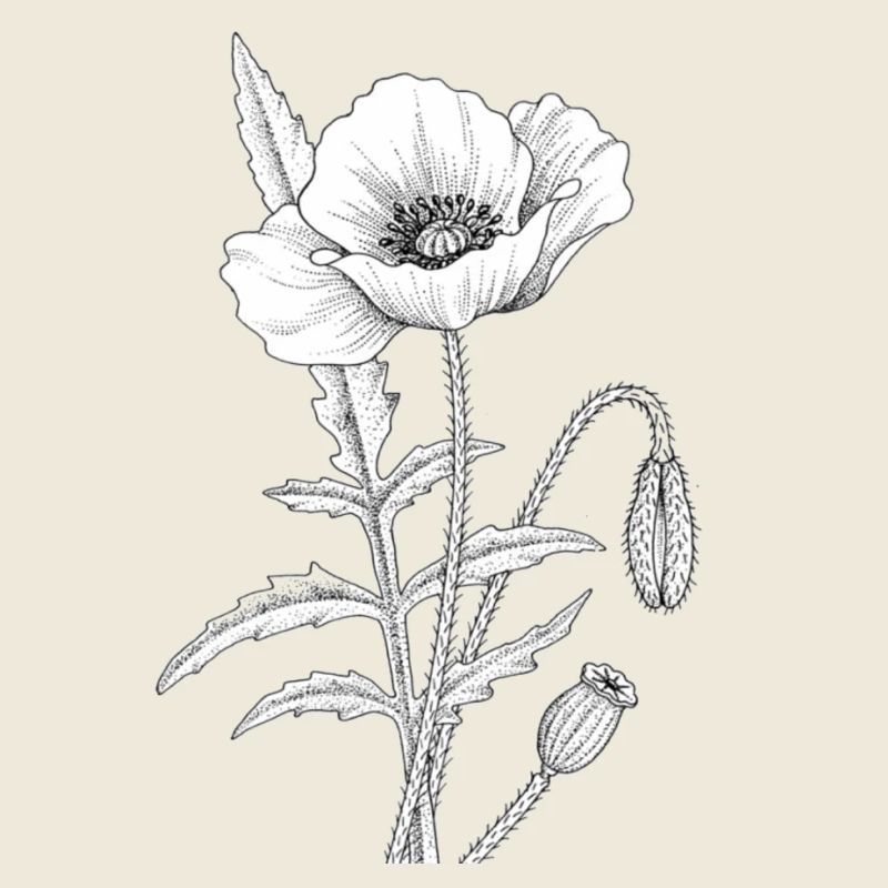 Coquelicot