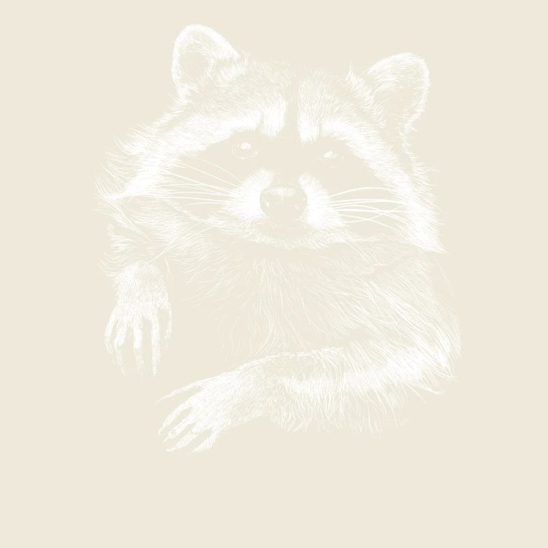 racoon