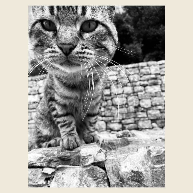 Katzen Pullover Herren Damen kinder