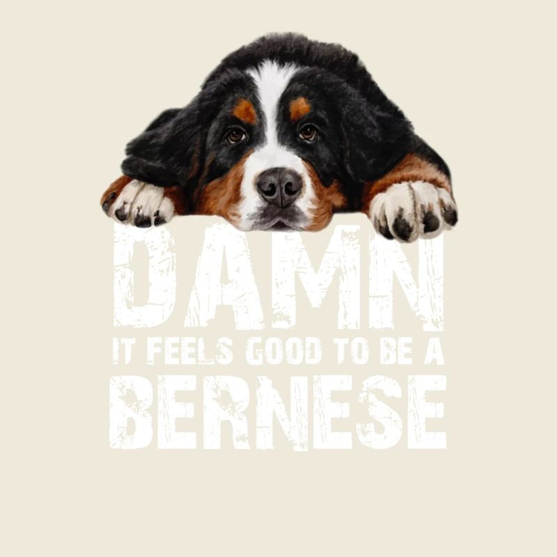 Bouvier bernois