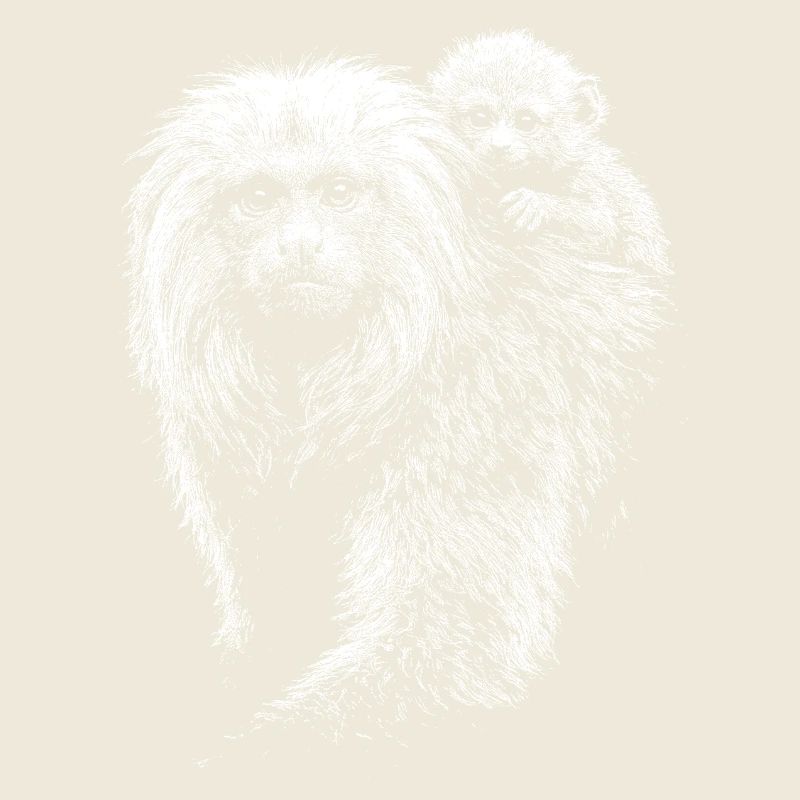 Tamarins lion