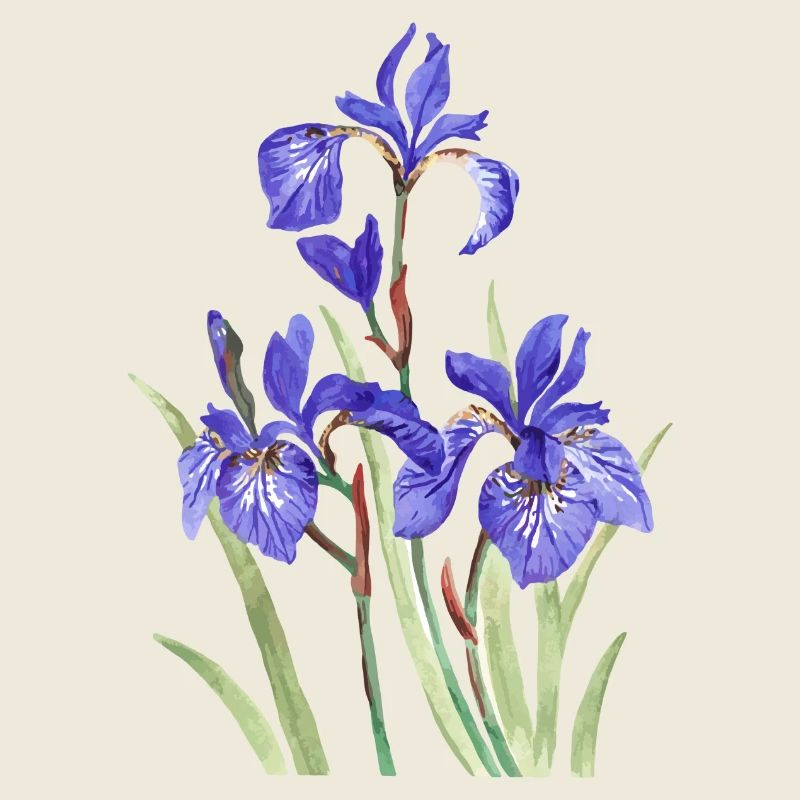 Purple irises
