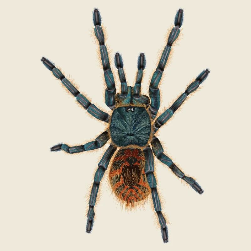 Spinne Vogelspinne ohne Schatten Illustration